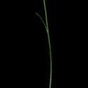Img.VTax3119.ExN.Img5
