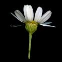 Img.VTax3119.ExN.Img9