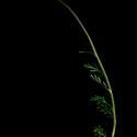 Img.VTax3130.ExN.Img7