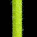 Img.VTax3401.ExN.Img8