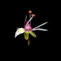 Img.VTax352.ExN.Img3