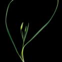 Img.VTax3531.ExN.Img9