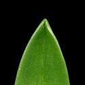 Img.VTax3554.ExN.Img6