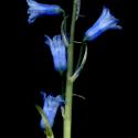 Img.VTax3556.ExN.Img6
