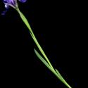 Img.VTax3626.ExN.Img4