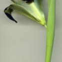 Img.VTax3632.ExN.Img7