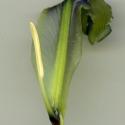 Img.VTax3632.ExN.Img8