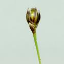 Img.VTax3651.ExN.Img2