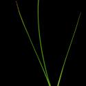 Img.VTax3678.ExN.Img5