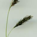 Img.VTax3778.ExN.Img4