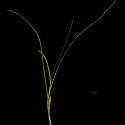 Img.VTax3795.ExN.Img11