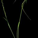 Img.VTax3872.ExN.Img1