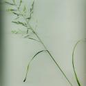 Img.VTax3907.ExN.Img1