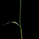 Img.VTax3928.ExN.Img1