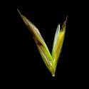 Img.VTax3974.ExN.Img4