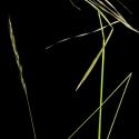 Img.VTax4015.ExN.Img2