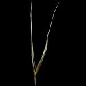 Img.VTax4129.ExN.Img3