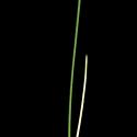 Img.VTax4129.ExN.Img4