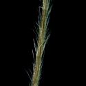Img.VTax4129.ExN.Img6