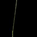 Img.VTax4129.ExN.Img7