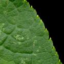 Img.VTax525.ExN.Img6