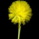 Img.VTax543.ExN.Img9