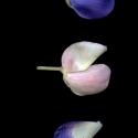 Img.VTax598.ExN.Img8