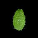Img.VTax624.ExN.Img7