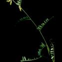Img.VTax645.ExN.Img1