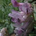 Img.VTax662.ExN.Img8