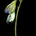 Img.VTax677.ExN.Img4