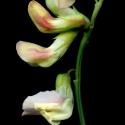 Img.VTax697.ExN.Img8