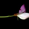 Img.VTax714.ExN.Img7