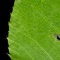 Img.VTax785.ExN.Img7