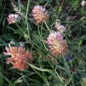 Img.VTax819.ExN.Img3