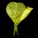 Img.VTax903.ExN.Img8