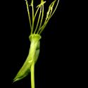 Img.VTax903.ExN.Img9