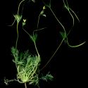 Img.VTax967.ExN.Img7