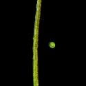 Img.VTax992.ExN.Img4