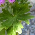 Img.VTax1375.ExN.Img35