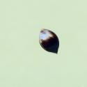 Img.VTax1792.ExN.Img8