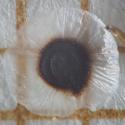 Img.VTax1974.ExN.Img13