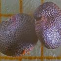 Img.VTax2035.ExN.Img37