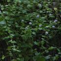 Img.VTax2515.ExN.Img20