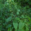 Img.VTax2525.ExN.Img9