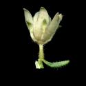 Img.VTax2626.ExN.Img11