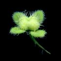 Img.VTax2683.ExN.Img7