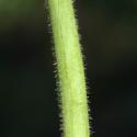 Img.VTax276.ExN.Img4