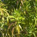 Img.VTax2768.ExN.Img9