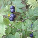 Img.VTax2875.ExN.Img4